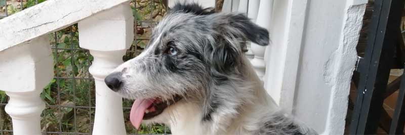La raza Border Collie