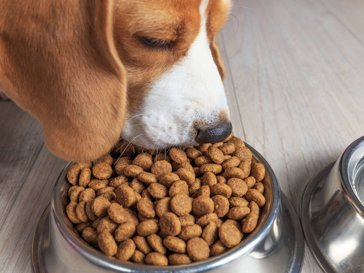 Perro comiendo
