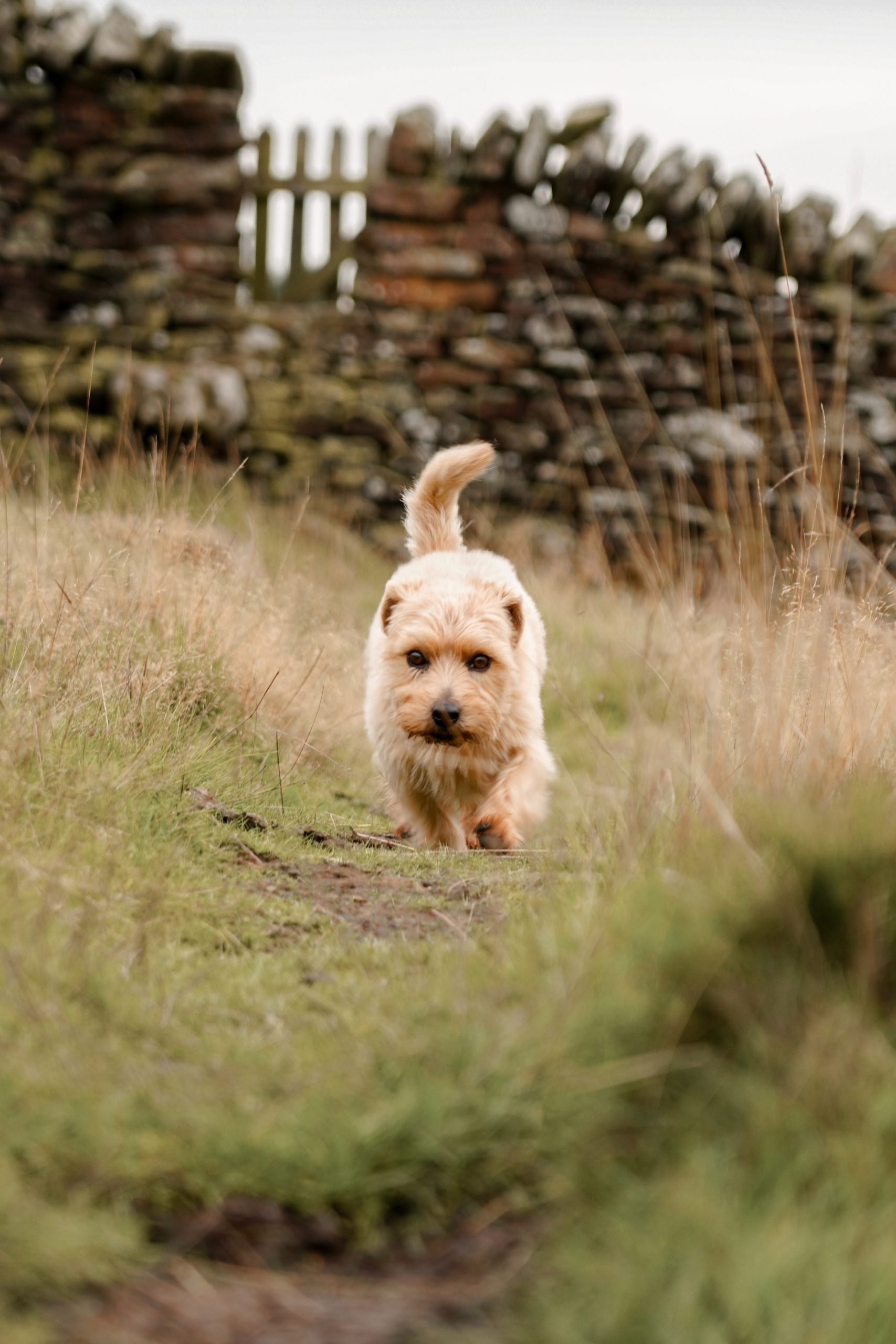 Perro campo