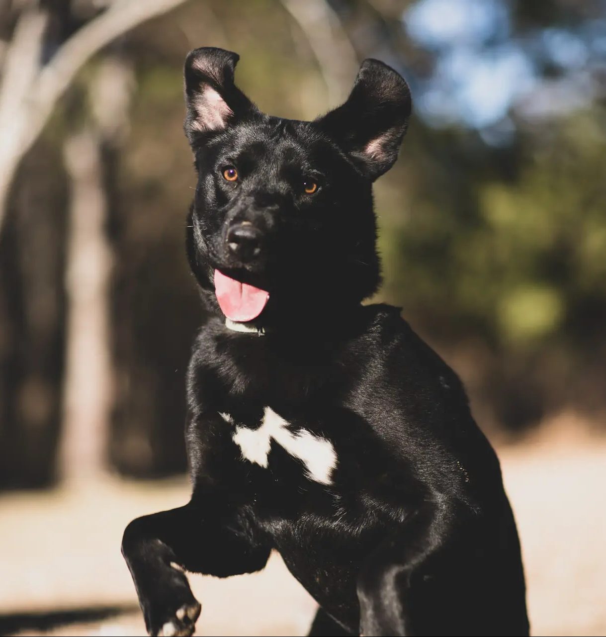 perro saltando