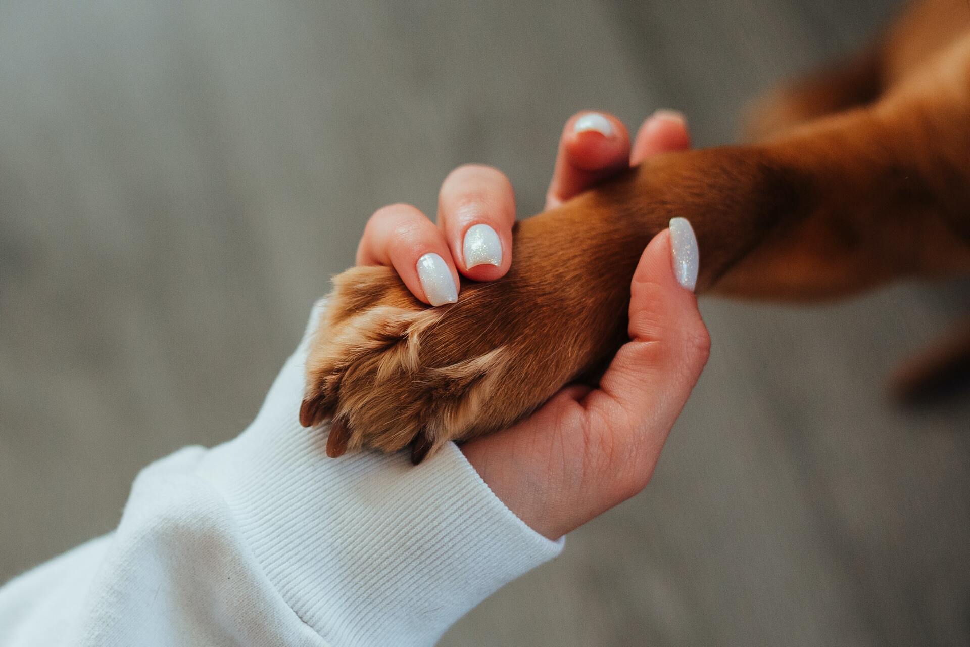 Pata de perro