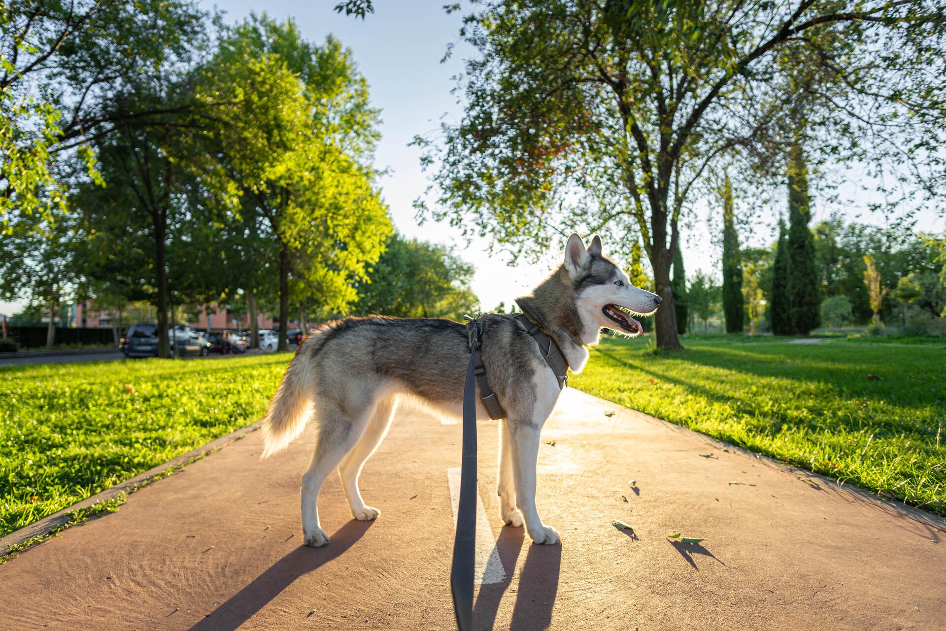 perro en un parque
