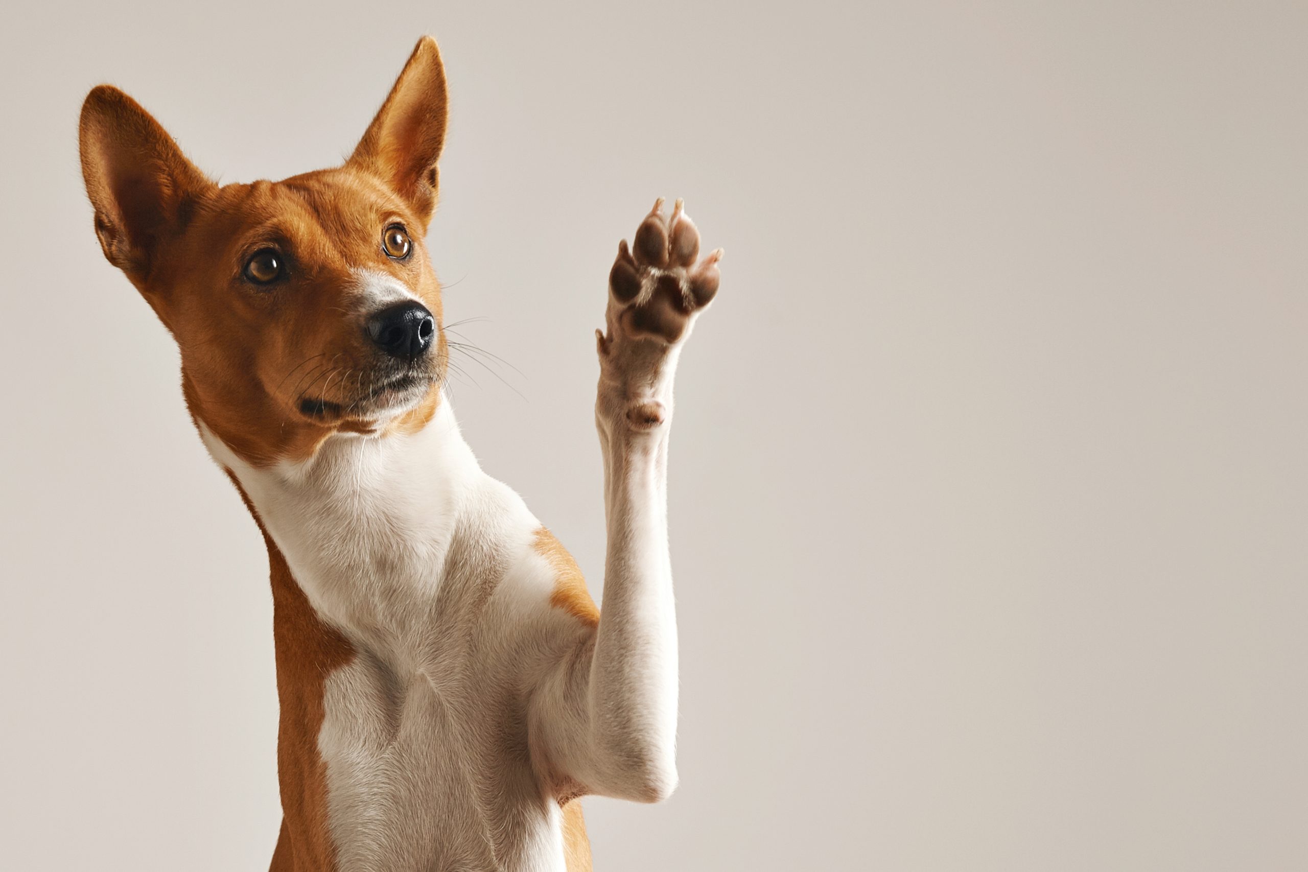 adiestrador de perros