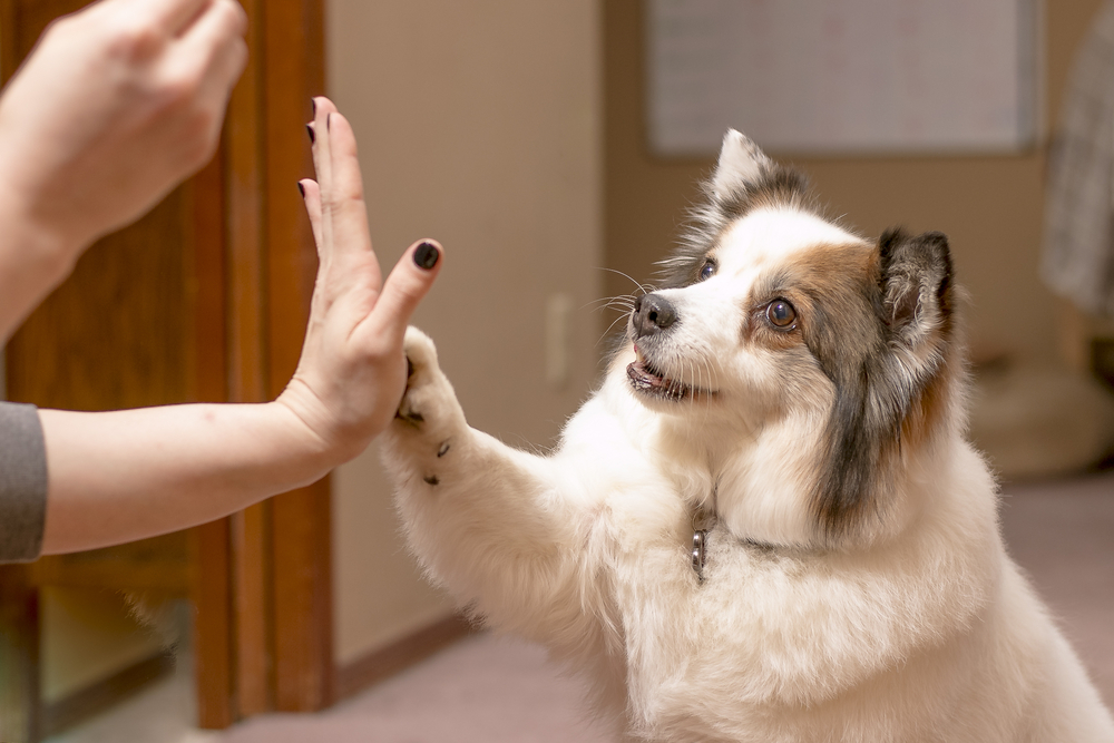 adiestramiento canino tradicional