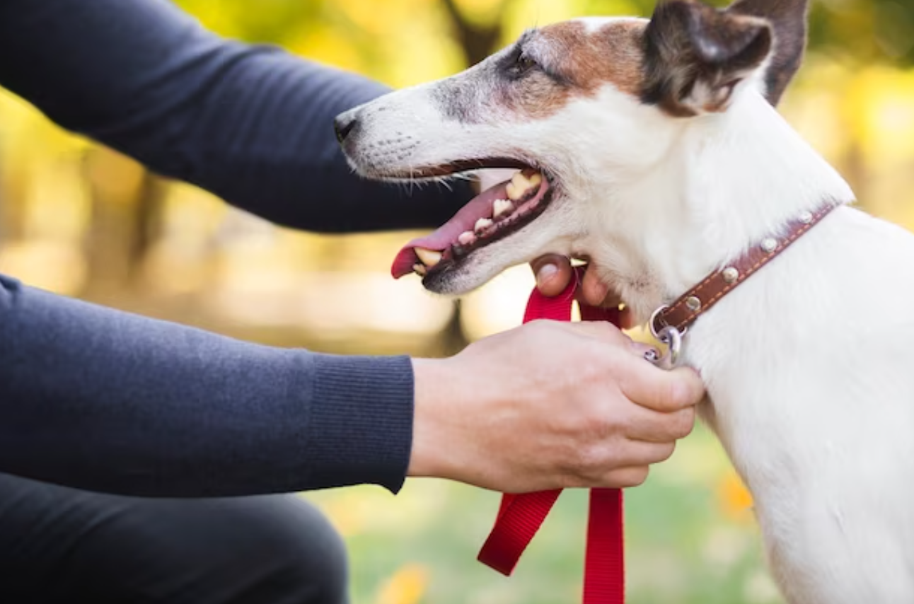 mejores-recompensas-para-perros